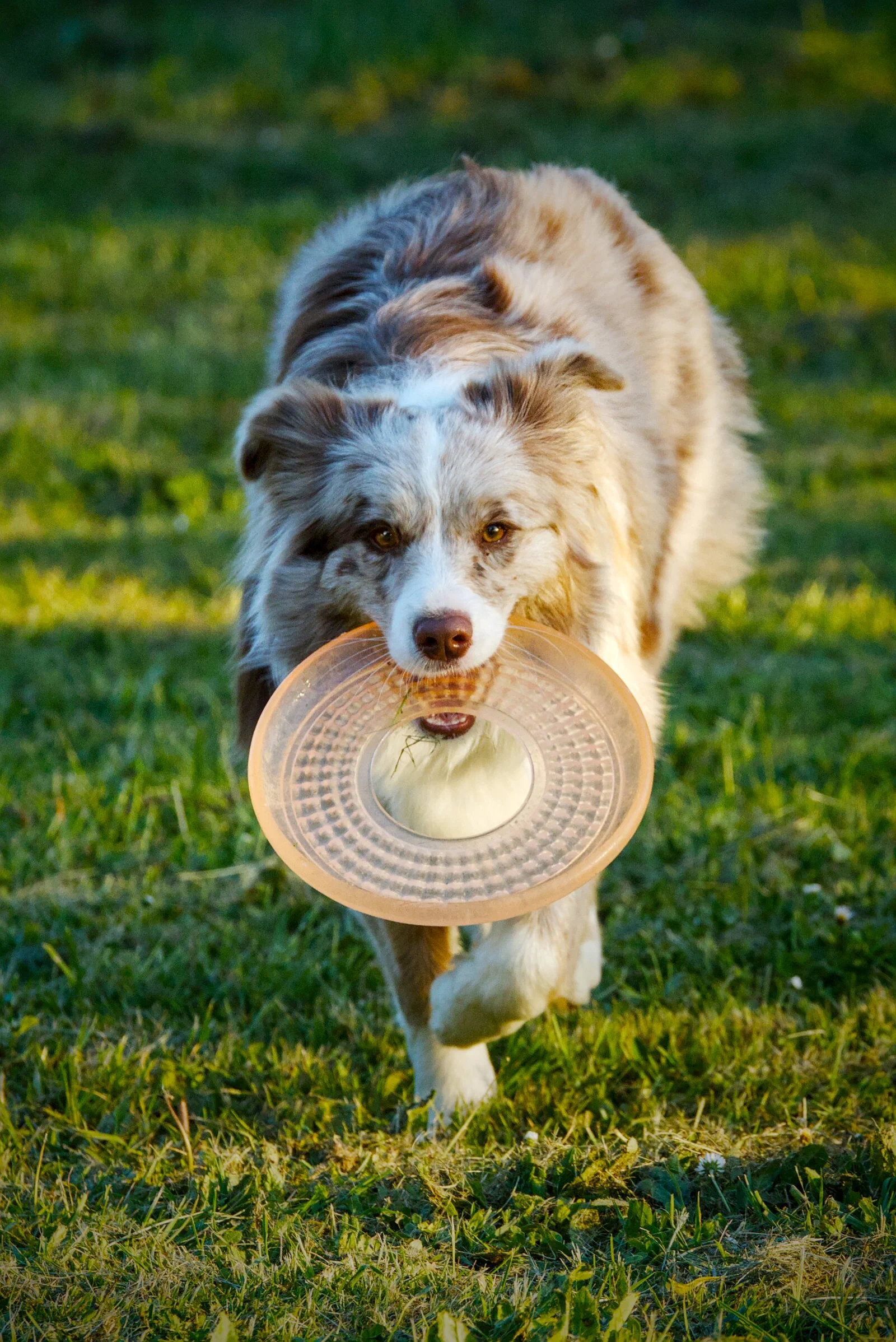 Berger australien rapportant son frisbee