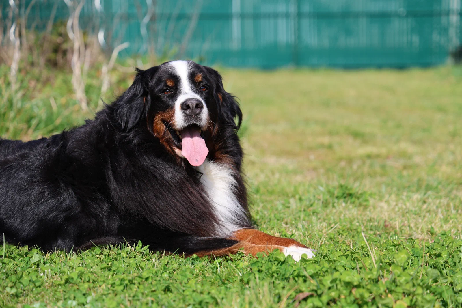 Bouvier bernois couché dans l'herbe