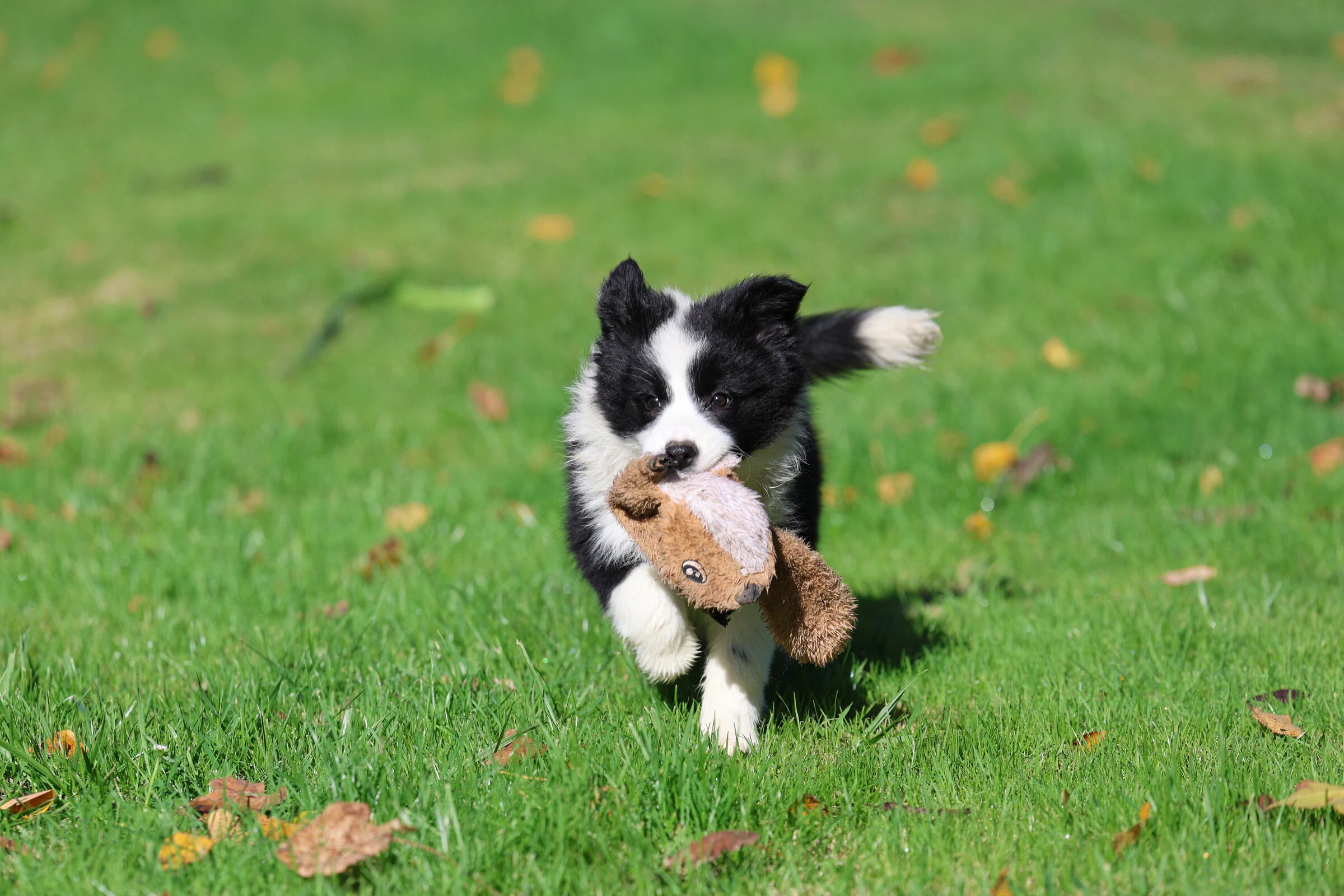 Chiot border collie courant avec sa peluche