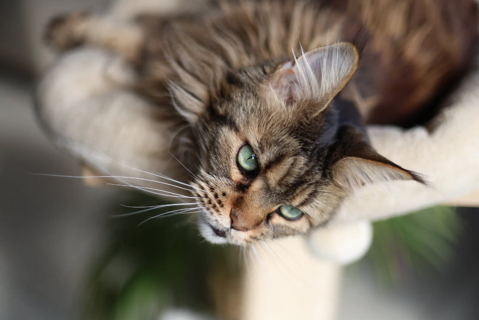 Chat maine coon aux yeux verts